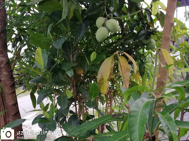 BERGENTEL BEGAYUT MANGGA EPAL DEPAN RUMAH BERGENTEL BEGAYUT MANGGA EPAL DEPAN RUMAH