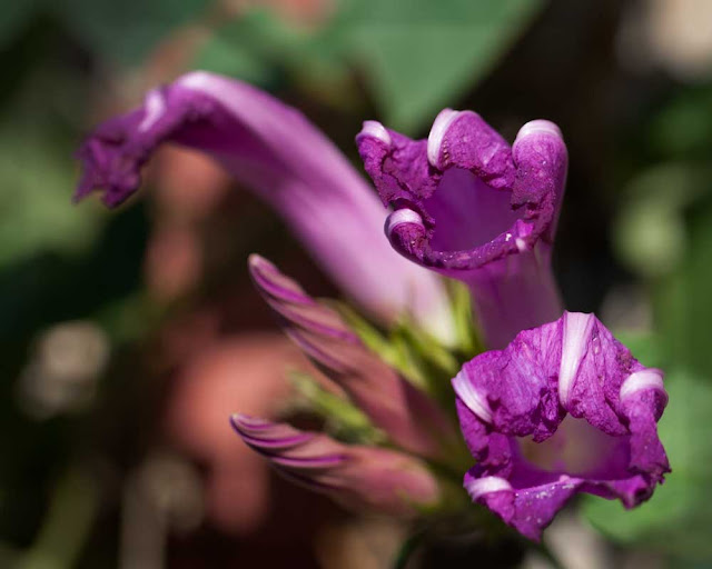 Photo showing purple flowers