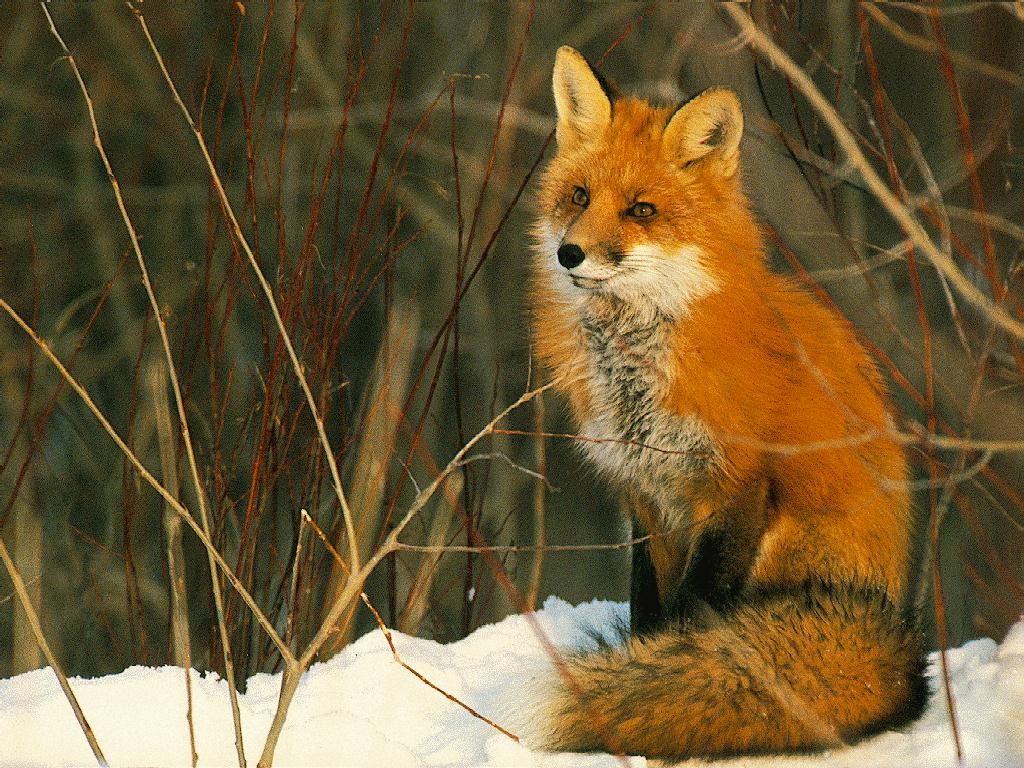 Чого їсть звичайна лисиця в дикій природі?