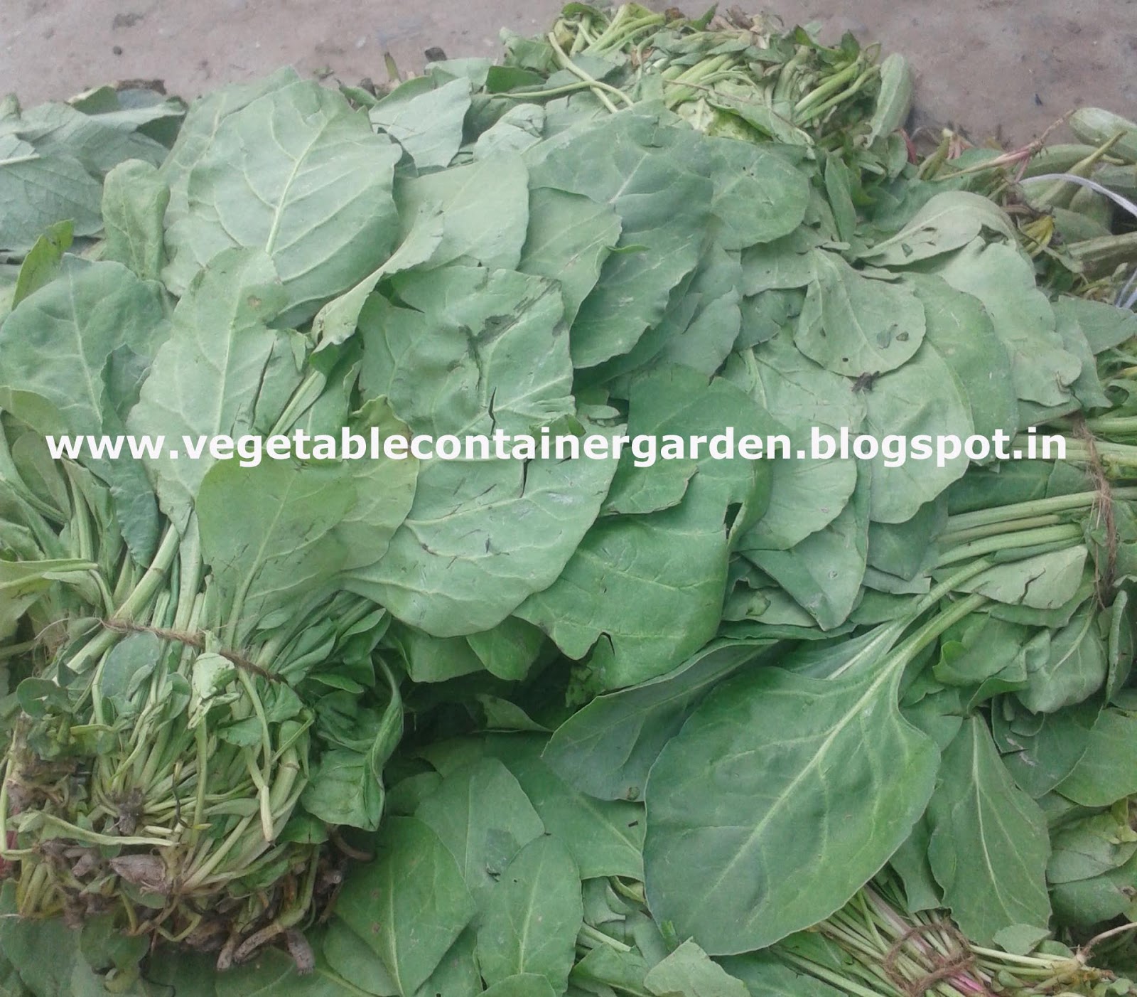 Vegetable Container Garden HOW TO GROW SPINACH (PALAK) IN CONTAINERS/ POTS