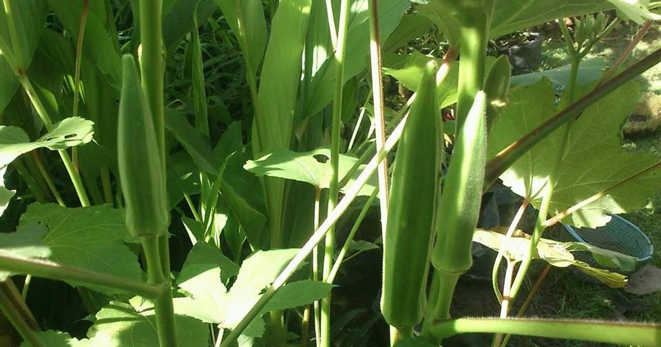 Memasak Okra untuk Diabetes dan Kolesterol