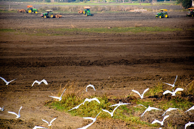 The ruddy paddy field lightened up with the white cranes and the tractors in the backdrop. The ruddy paddy field lightened up with the white cranes and the tractors in the backdrop. @DoiBedouin