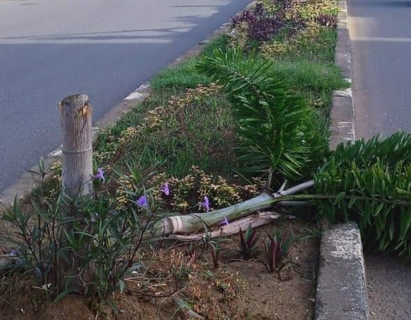 Harmini Usut Aksi Penebasan Tanaman Hias di Median Jalan Brawijaya Merauke Harmini Usut Aksi Penebasan Tanaman Hias di Median Jalan Brawijaya Merauke