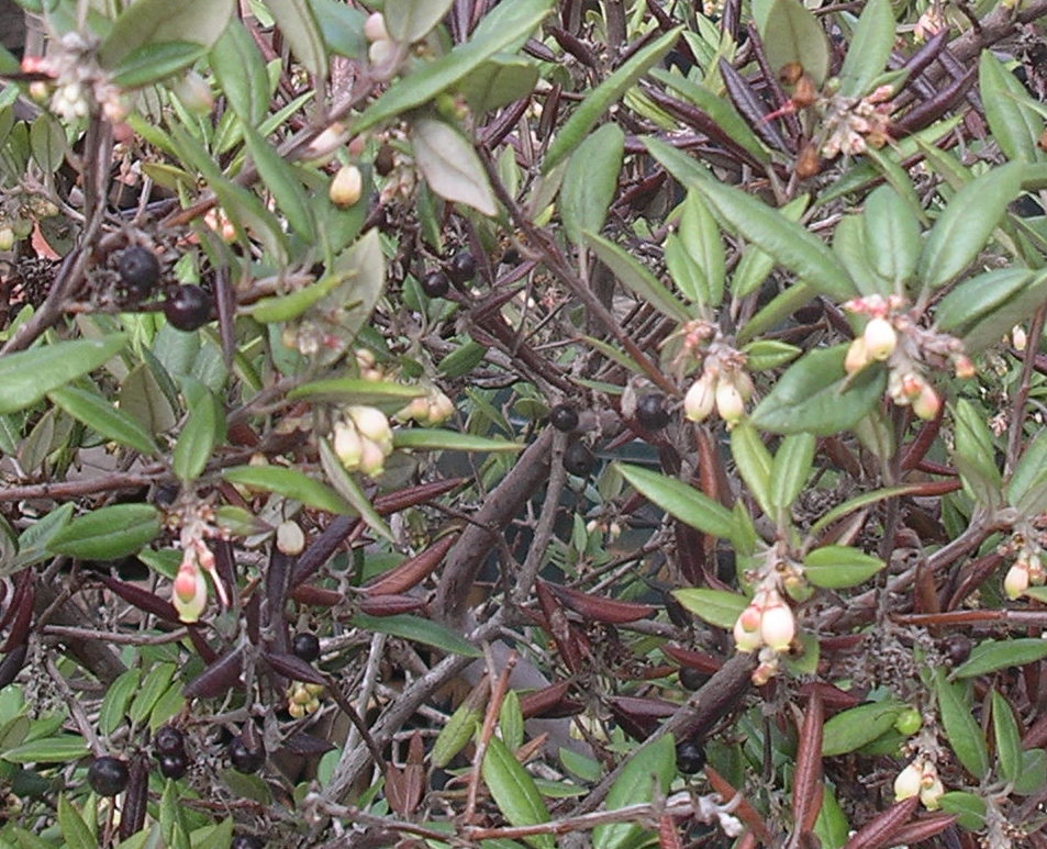 A California Native Plant Garden in San Diego County Lilacs and Manzanitas