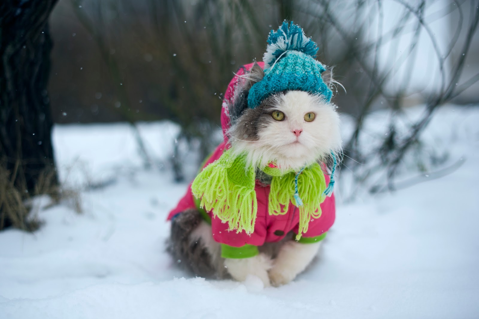 Greater Lafayette Cat Hospital How to Care for Outdoor Cats in Winter