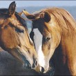 Zakochane konie