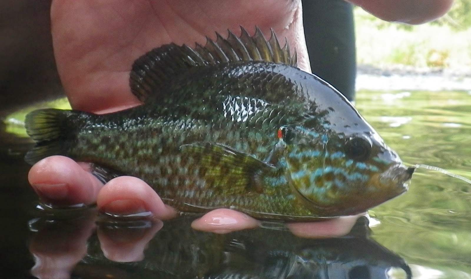 First Cast Fly Fishing Fly Fishing Southern New Hampshire The Exeter