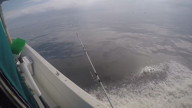 イナダ 湾奥 イナダ 湾奥