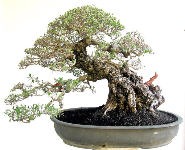 Bonsai Santigi (Pemphis Acidula) 