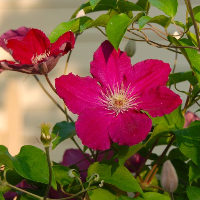 Red Clematis 'Earnest Markham'