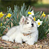 Top 10 best puppy Images, Greetings, Pictures for whatsapp - bestwishispics