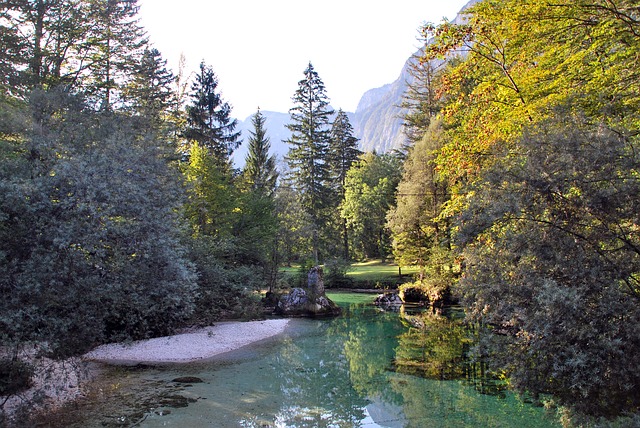 Trees, River at Lake Bohinj Slovenia Trees, River at Lake Bohinj Slovenia