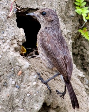 18+ Burung decu mini terupdate