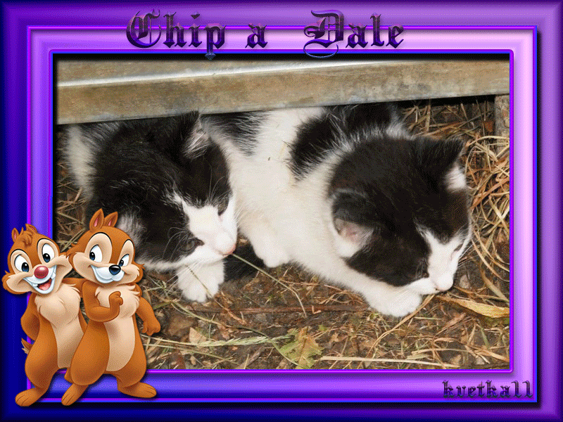 kvetka11 Chip a Dale