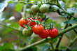 GROWING TOMATOES IN POT PIC