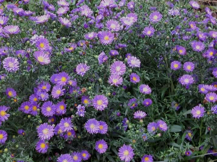 Foratrice Per Fori Profondi CKD BLANSKO Usata - Foto 9