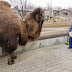 Un sueco cuida a los animales del zoológico de Corea del Norte
