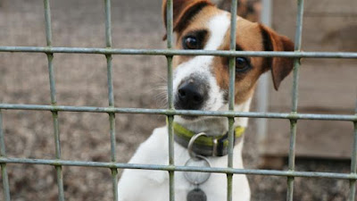 NOMADE - x fox terrier à poil lisse 2 ans - Le Refuge à Alençon (61) Nomade61