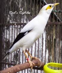 Foto Burung Jalak Putih Jantan
