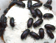 Manfaat Dan efek Samping Semut Jepang Untuk Pengobatan