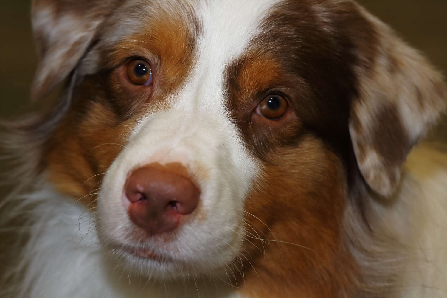 Just People LandOLakes Dog Show