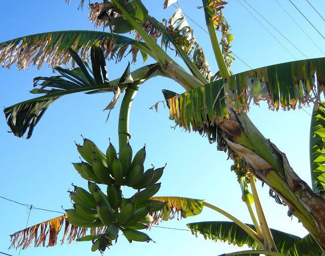 A photo, A thought............ Plant Banana plants in South