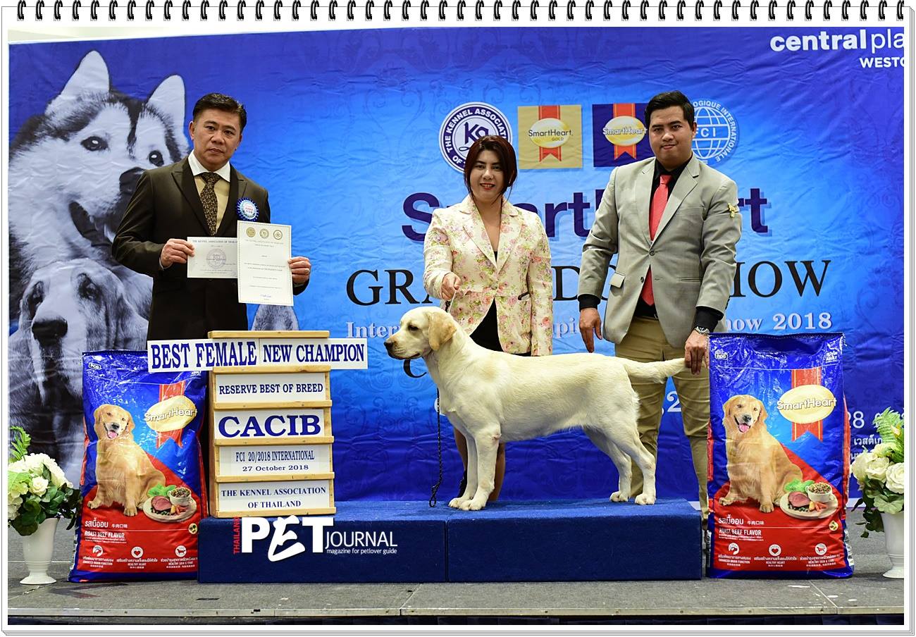 Green Corner Labrador