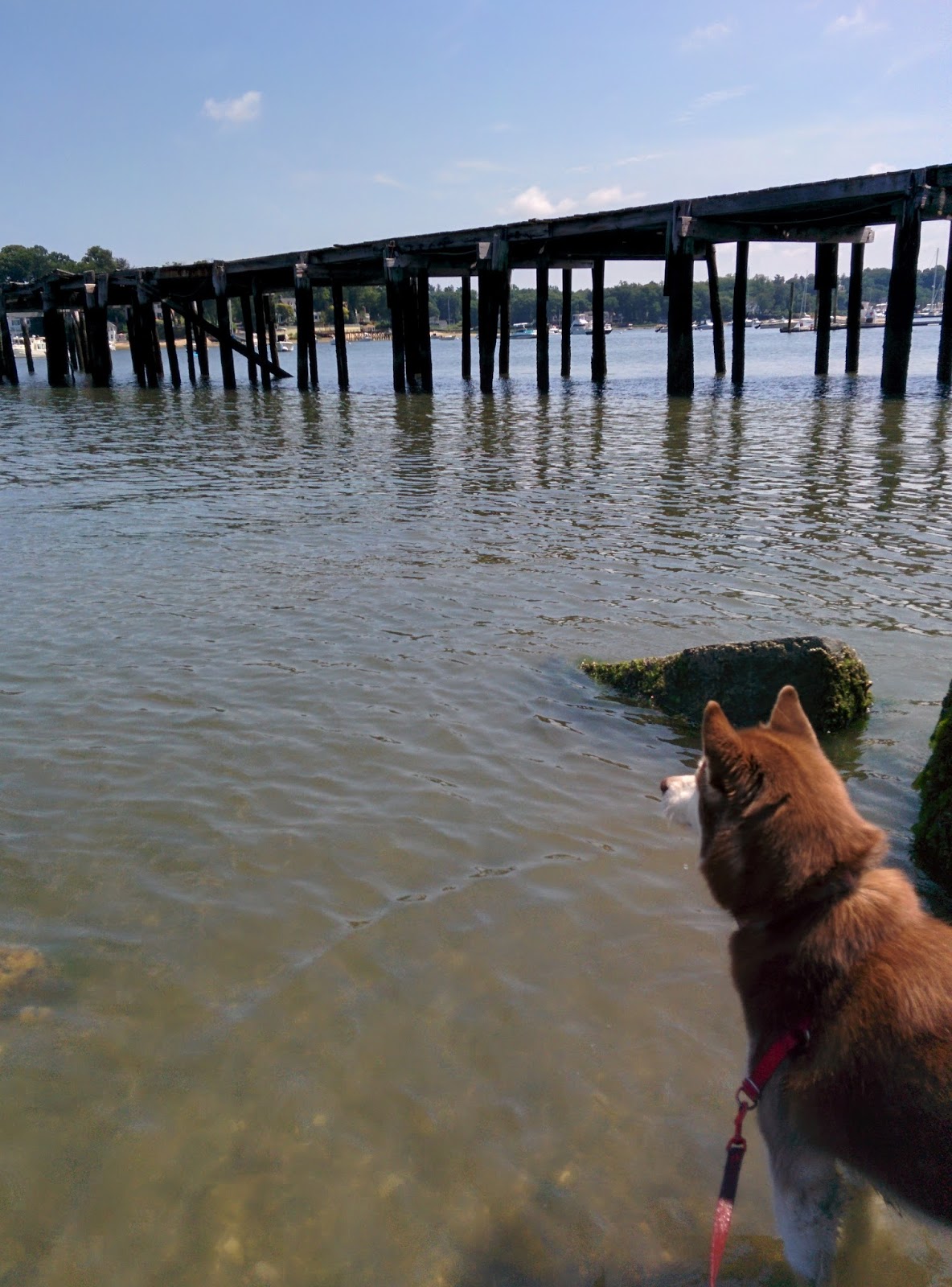 Dogs Luv Us and We Luv Them Dogs Love The Beach!