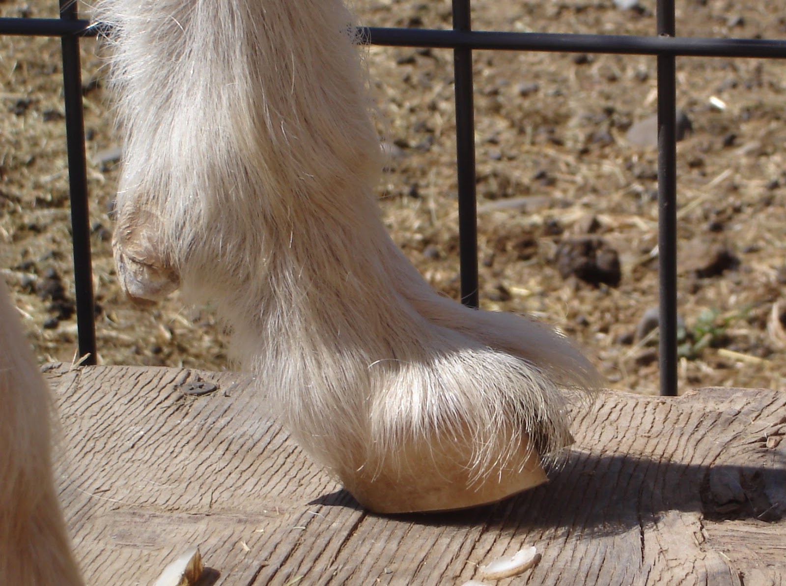liberty-farm-cashmere-goats-leg-and-feet-faults