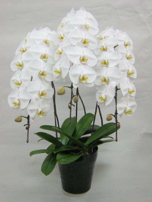 Paixão por orquídeas - Meu orquidário: Saiba mais sobre: Adubação