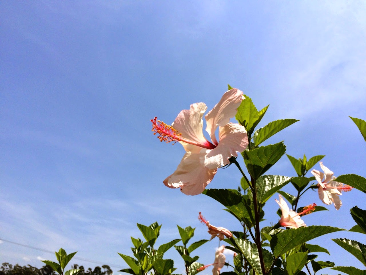 Confira as fotos da beleza e diversidade das flores nos parques do Confira as fotos da beleza e diversidade das flores nos parques do