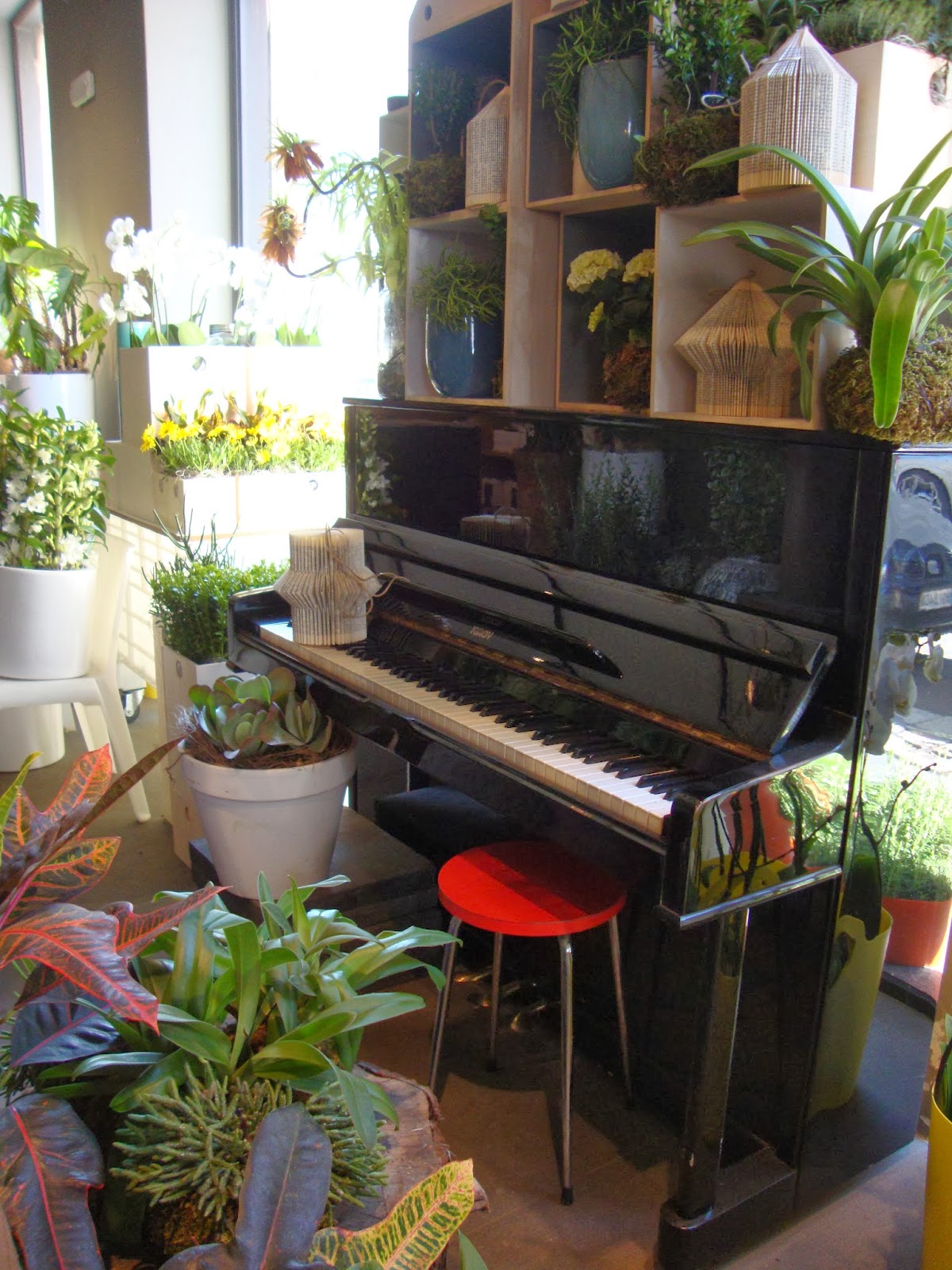 Un piccolo giardino in città : rosalba piccinni: fiori, musica e ... Creativo Giardino Fiorito