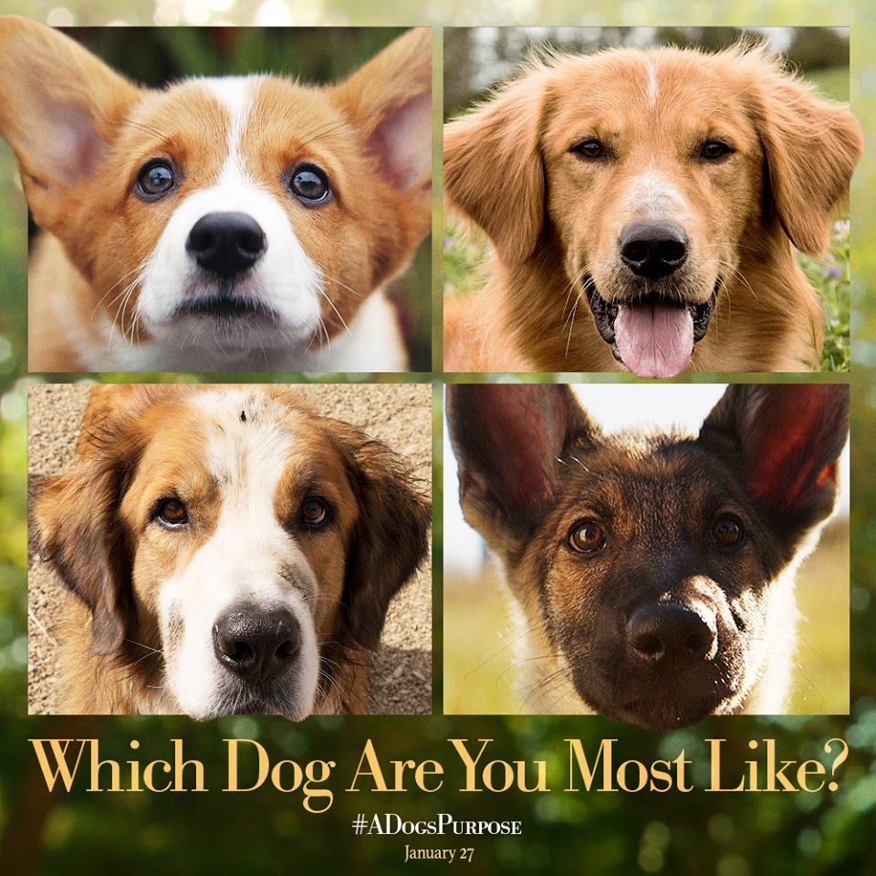 A Dogs Purpose A Dogs Purpose
