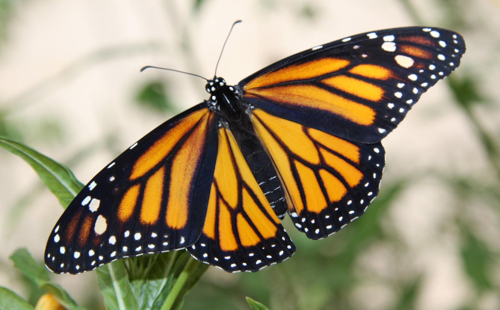 My Monarch Guide Monarch Butterfly Milkweed Mania Is My