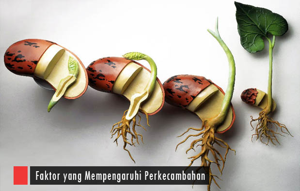 9 Faktor Yang Mempengaruhi Perkecambahan Biji