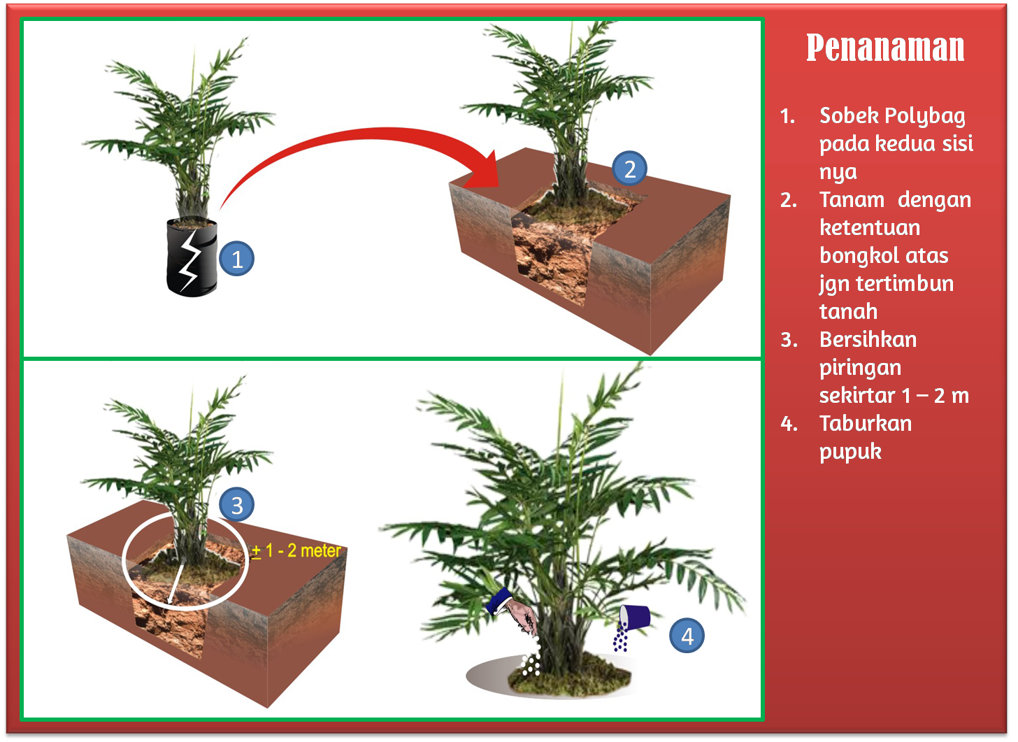 Pertanian Indonesia Cara Budidaya Kelapa Sawit