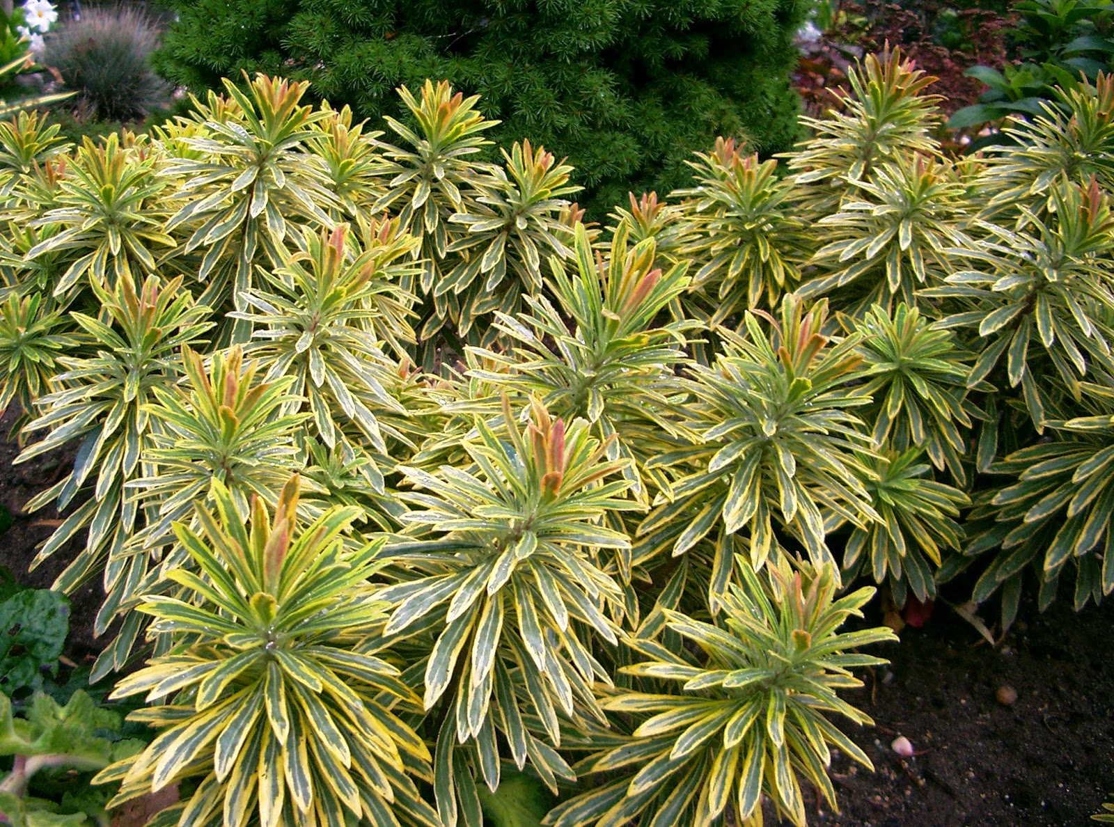 autumn euphorbia ©linda nelson 2014
