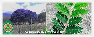arbol-madera-exotica-ventas-maderas-cuale arbol-madera-exotica-ventas-maderas-cuale-vallarta