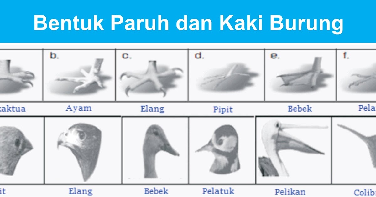 Penyesuaian Diri Makhluk Hidup Terhadap Lingkungannya – Dengan