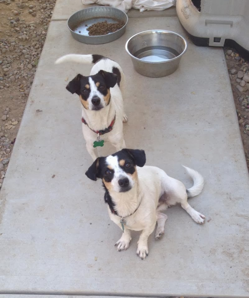 Rescued Ratties Dog Blog Rescue Railroad New Washington Foster Dogs