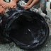 Rare Megamouth Shark Washes Up On A Beach In The Philippines