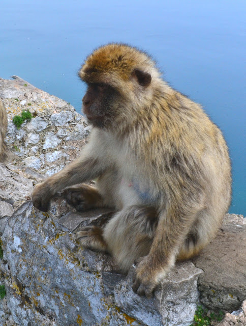 Meet my little Barbary Macaque from the top of the Rock of Gibraltar. There are only approximately 300 these mischievous characters living here.