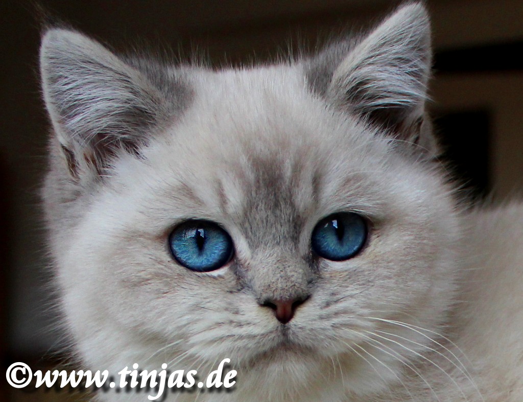 BKH Katzenbaby golden tabby point tinjas Britisch Kurzhaar Kitten blue golden tabby point