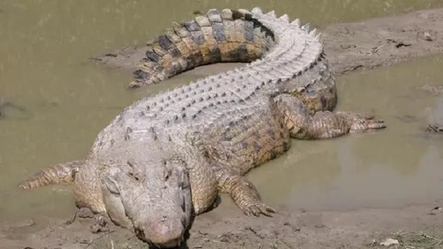 VIDEO: Inilah Gustave, 'Monster' Buaya si Mesin Pembunuh 300 Manusia di Burundi VIDEO: Inilah Gustave, 'Monster' Buaya si Mesin Pembunuh 300 Manusia di Burundi