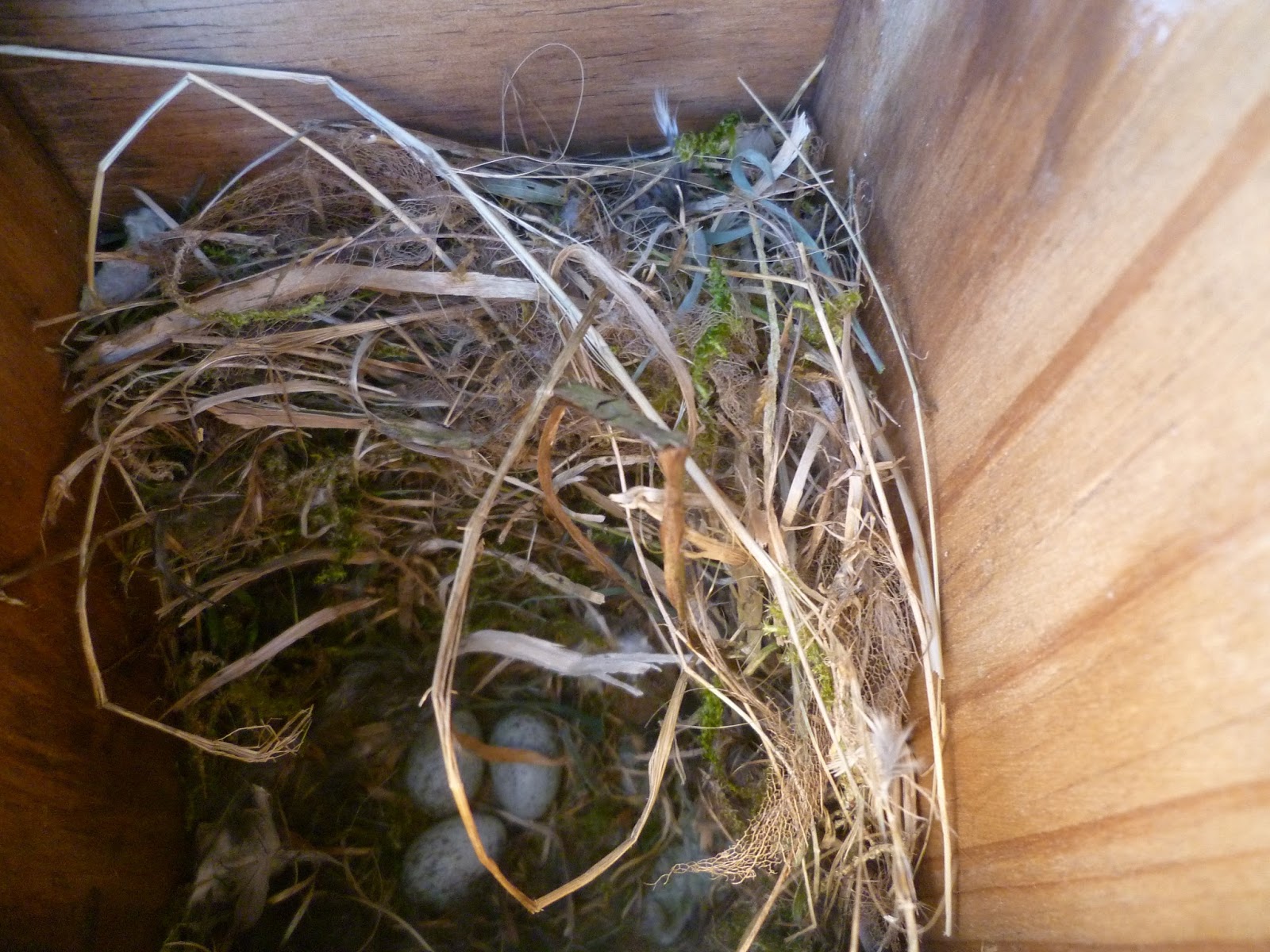 Linacre Blogger House Sparrow Nest