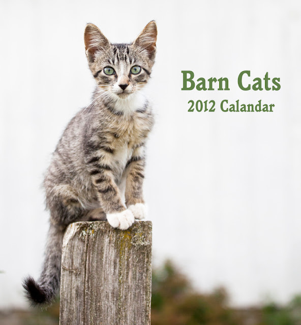 Barbara O'Brien Photography News 2012 Horse, Chicken and Barn Cat