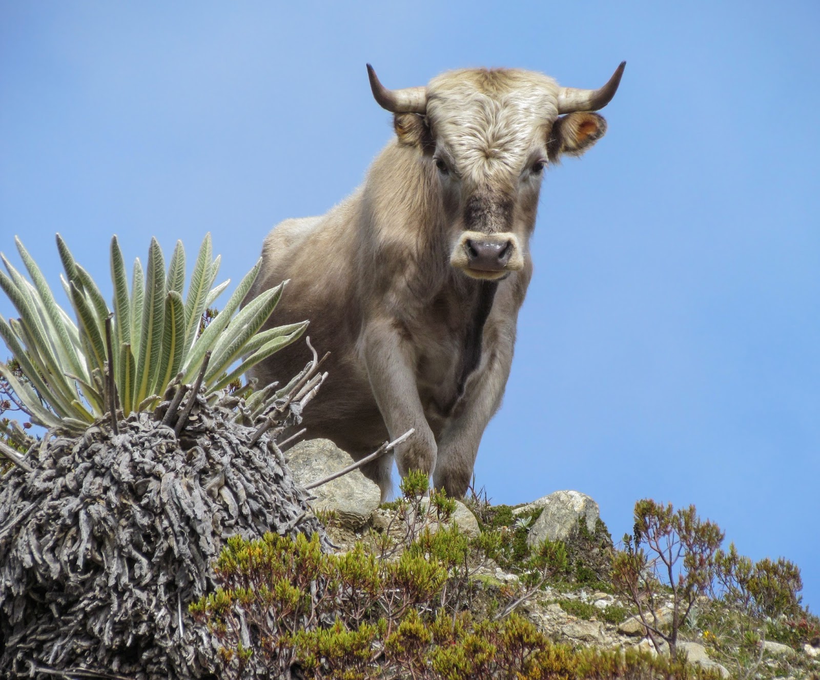 Mammals Animals: Charolais cattle