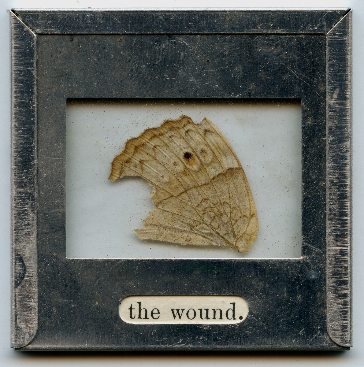the-camera-suture-tongue-the-wound