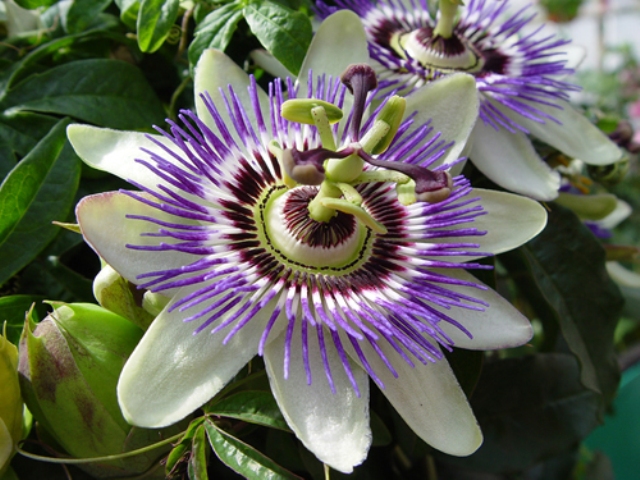 Pic Of Flowers Pic Of Flowers