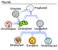 Types of Plastids